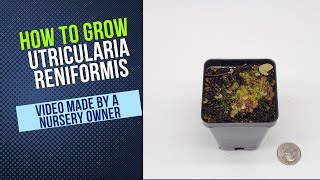 How to Grow and Propagate Utricularia Reniformis Carnivorous Plant Grow Guide [upl. by Yeneffit]