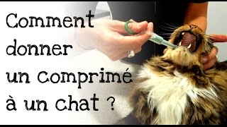 Comment donner un comprimé à son chat [upl. by Charters205]