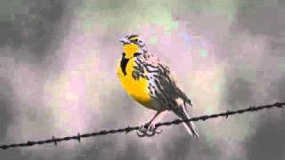 Western Meadowlark Singing [upl. by Nawed491]