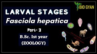 Fasciola hepatica part3  Larval stages  BSc Ist Year Zoology [upl. by Maltz]