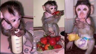 LITTLE MONKEYS PLAYING AND EAT STRAWBERRY babymonkey monkey live [upl. by Madlen]