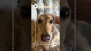 Earless dog U･ᴥ･U funny puppy dachshund cute bork bork😼 [upl. by Stelmach729]