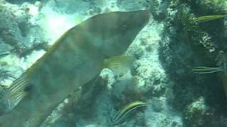 Hogfish Eats Sea Urchin [upl. by Royd]