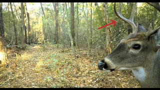 October 2024 Trail Camera Pick Up trailcamera wildlife hunting [upl. by Tirma]