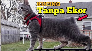 Mengenal Manx Cat Kucing tanpa ekor Dan Harganya [upl. by Tandie]