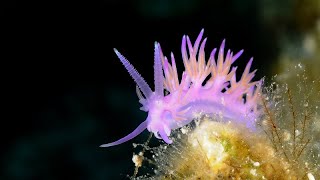 PREPARE TO BE AMAZED The Colorful World of Nudibranchs  Oceana [upl. by Pearle]