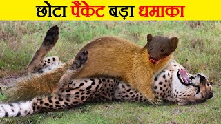 Martens के दिल दहला देने वाले हमले  Brutal moments of martens hunting their prey  Marten attacks [upl. by Dahcir]