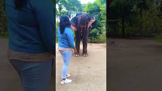 Thekkady Elephant safarireels youtubeshorts travel trip thekkady [upl. by Pimbley537]