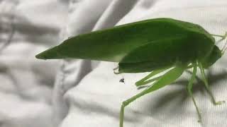 This Beautiful Katydid Visited Us Last Night Looks Like a Green Leaf Jamaican Katydid Grasshopper [upl. by Oruntha]