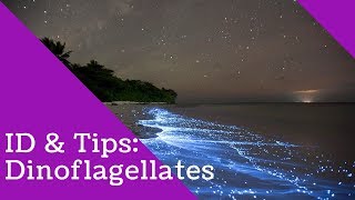 Dinoflagellates Identification and Tips [upl. by Suoivatra]