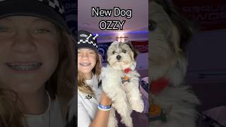 Meet my new pup Ozzy the MorkieMaltese and yorkie mix subscribe ytshorts dog 🐾🐾 puppylife [upl. by Helga]