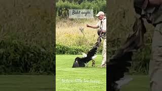 Amazing bald eagle eagles eagle baldeagle viralvideo animals youtubeshorts wildlifeworldwide [upl. by Willin]