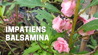 Growing Impatiens Balsamina from Cutting Propagation [upl. by Hal]