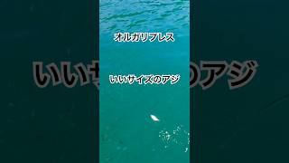 いいサイズ アジ fishing 釣り ライトタックル＃タックルハウスfishing アジング ルアー gophish [upl. by Yee888]