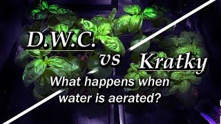 Kratky vs DWC  Aeration vs No Aeration Hydroponic Basil Part 1 [upl. by Yevette]