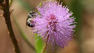 Bee on touchmenot flower [upl. by Thorbert700]