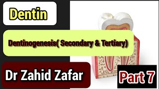 Part7 Dentin Dentinogenesissecondary amp tertiary dentin dentindentinogenesissecondarytertiary [upl. by Hazeefah]