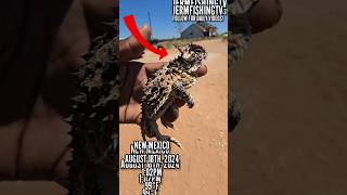 I FOUND A HORNED LIZARD RARE 😨😯 shorts [upl. by Ardnuahs43]