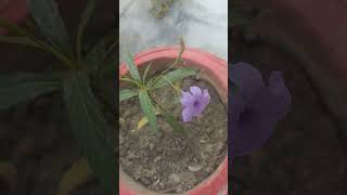 ruellia tuberosa purple singelflawer plants begnners friendly akele hai shorts shortvideo [upl. by Idnyc]