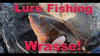 Lure fishing for Wrasse uk  HRF [upl. by Ahsinoj]