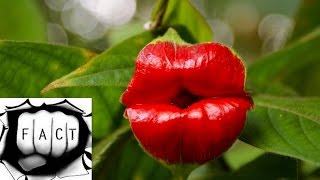 Top 10 Most Beautiful But Strange Flowers [upl. by Gnuoy219]