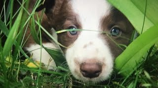 Cute Border Collie Puppies Playing [upl. by Idet]