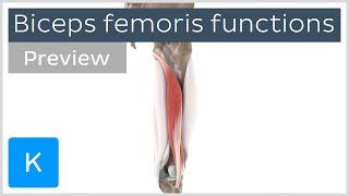 Functions of the biceps femoris muscle preview  Human 3D Anatomy  Kenhub [upl. by Nageem]