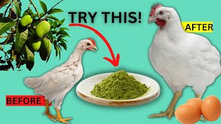 USING MANGO LEAVES POWDER TO CURE DYING CHICKENS amp FOR FASTER WEIGHT GAIN [upl. by Malliw]