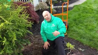 How to plant a Canadian Hemlock with Roger The Garden Guy Waleri [upl. by Eeuqram]