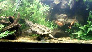 Alligator Snapper Feeding Shrimp Litopenaeus setiforus [upl. by Kwapong]