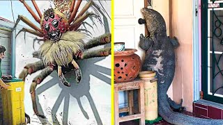 50 Terrifying Animal Invasions In Homes and Swimming Pools [upl. by Mouldon]