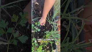 How To Grow Your Own Scallions From Scraps super easy gardening garden [upl. by Llehsim874]