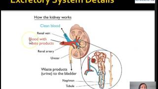 Organ System Details [upl. by Cutter716]