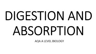 DIGESTION amp ABSORPTION  AQA A LEVEL BIOLOGY  EXAM QUESTION RUN THROUGH [upl. by Juana432]