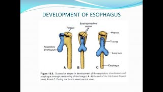 Embryology and development of the Esophagus [upl. by Yneffit]