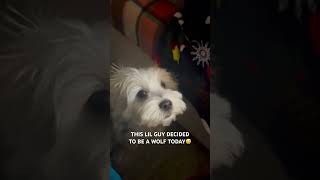 Lemon knows how to talk to human😅🤣 puppy yt ytshorts youtubeshorts shorts shortsfeed [upl. by Kosaka]