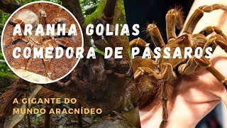 ARANHA GOLIAS COMEDORA DE PÁSSAROS [upl. by Dragelin]