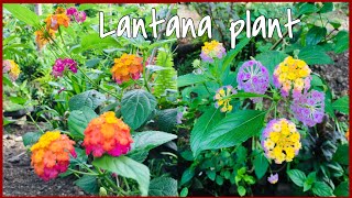 Paano Palaguiin At Paramihin Ang Lantana Plant [upl. by Naehs]