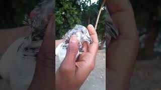 🥰Pigeon tar name ki🥰kabutar  trending short worldbestpigeon mehedi pigeon [upl. by Ynnig]