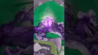 Dog Pyometra Surgery [upl. by Bridges]