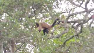 tufted capuchin  Sapajus apella brown capuchin  Colombian monkeys  primates colombianos [upl. by Nytsyrk]