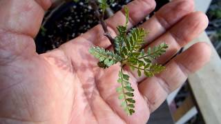 Effect of light on American Frankincense  Bursera Microphilla  1 year old seedlings [upl. by Tomkiel]