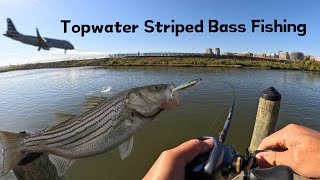 Topwater Striped Bass Fishing  Potomac River Striped Bass Fishing  Washington DC Striper Fishing [upl. by Fedirko287]