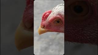 APDATE TERBARU GENASI PENERUS UMUR 3 BULAN SALAM SATU HOBI SEKALA PETERNAK RUMAHAN🐓💪ayam [upl. by Cristin912]