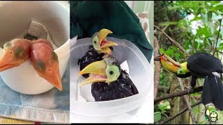 Baby Toucans day 1 to 100 days old [upl. by Albion]