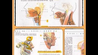 12 SISTEMUL NERVOS part 7 [upl. by Cassidy]