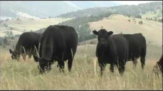 Sitz Angus  Quality Angus seedstock for 86 years [upl. by Wurtz]