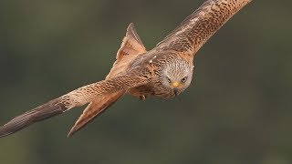 Red Kites in flight close up [upl. by Suiramaj]