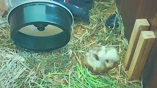 Hamsters making babies hamsters syrian reels shorts satisfying shots shortvideo [upl. by Cirilla]