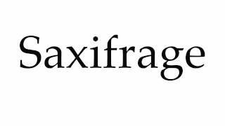 How to Pronounce Saxifrage [upl. by Haidebez]